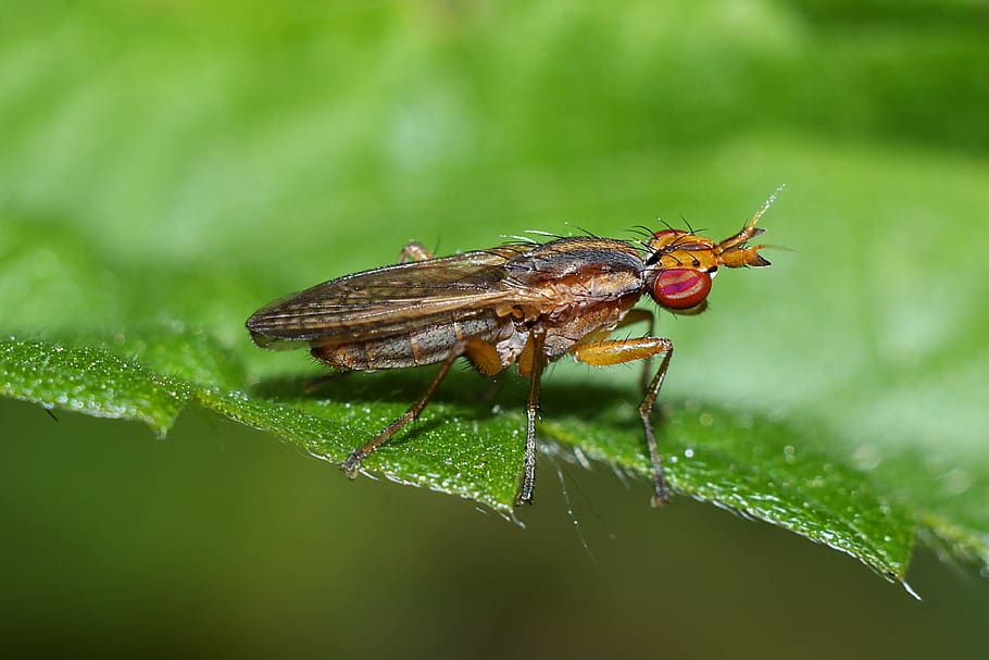 mucha, insect, macro, bow tie, nature, invertebrate, animal themes HD wallpaper