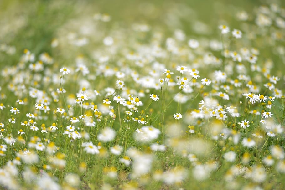 white oxford susan flower field, flowers, daisies, marguerites HD wallpaper