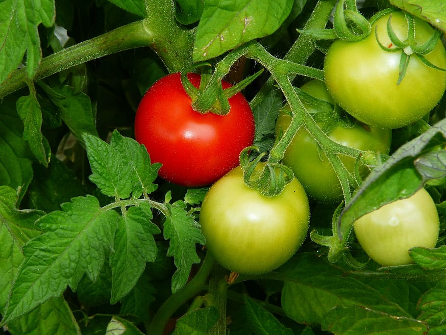 unripe and ripe tomato, maturity level, bush tomatoes, hell fire HD wallpaper