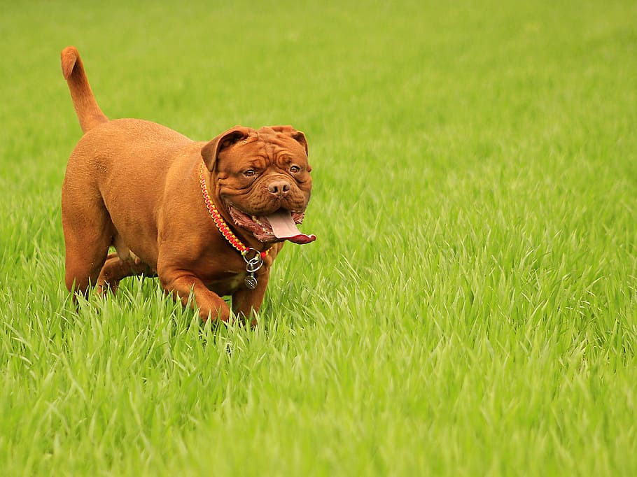 red French mastiff puppy on green grass field, bordeaux, dog