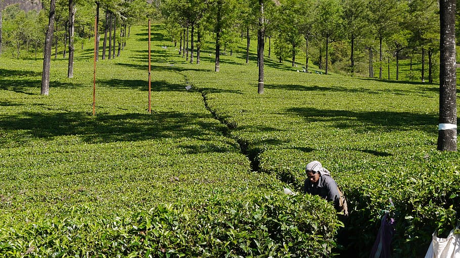 Tea, Munnar, tea picker, agriculture, farm, occupation, rural scene