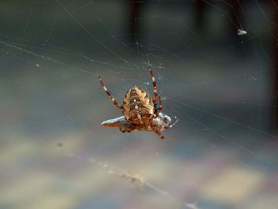 spider, nature, cobweb, insect, network, arachnid, animals HD wallpaper