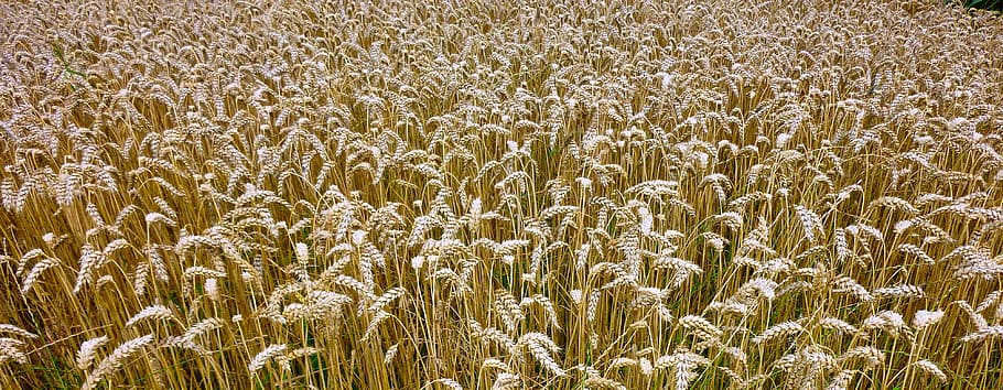 nature, background, grain, cereals, spike, rural, plant, field HD wallpaper
