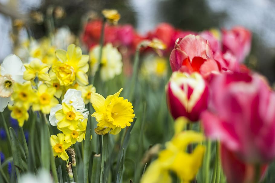 tulip, daffodil, flower, spring, nature, floral, spring flower HD wallpaper