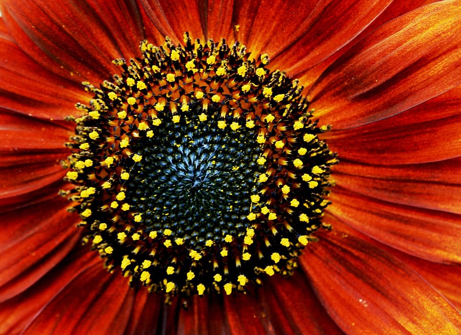sunflower, red, orange, pollen, yellow, specks, black-brown seeds, HD wallpaper