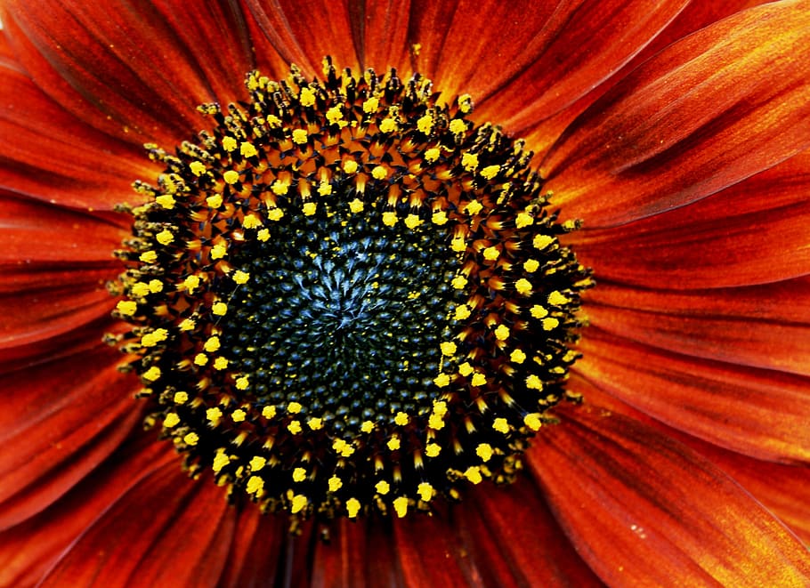 sunflower, red, orange, pollen, yellow, specks, black-brown seeds HD wallpaper