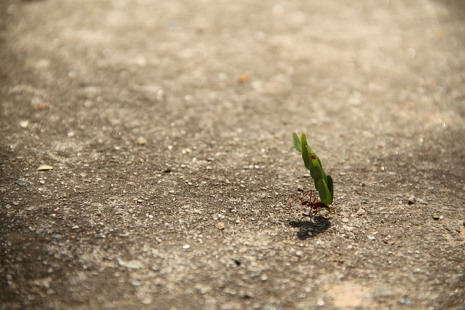 work, ant, weight, leaf, strength, effort, growth, plant, beginnings HD wallpaper