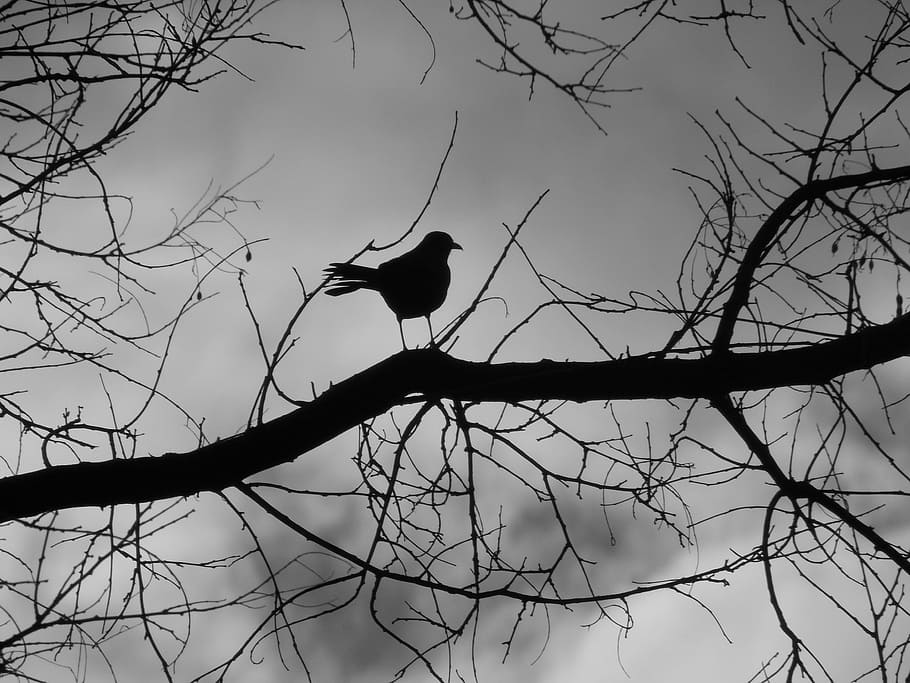 winter, tree, birds, snow, cold, vertebrate, animals in the wild HD wallpaper