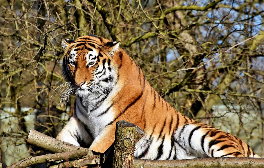 wildlife photo of bengal tiger, cat, predator, wildcat, big cat HD wallpaper