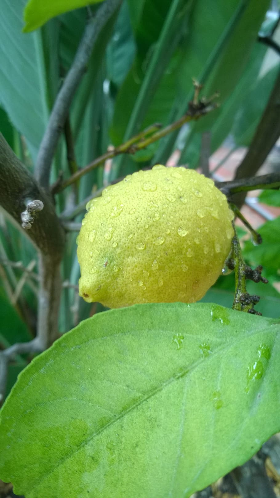 lemon, fruit, raindrop, green color, food, growth, plant, leaf HD wallpaper