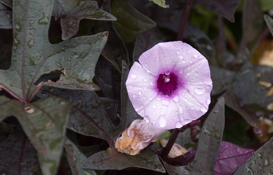 Bindweed, True, Convolvulus Sepium, summer, wild flower, nature HD wallpaper