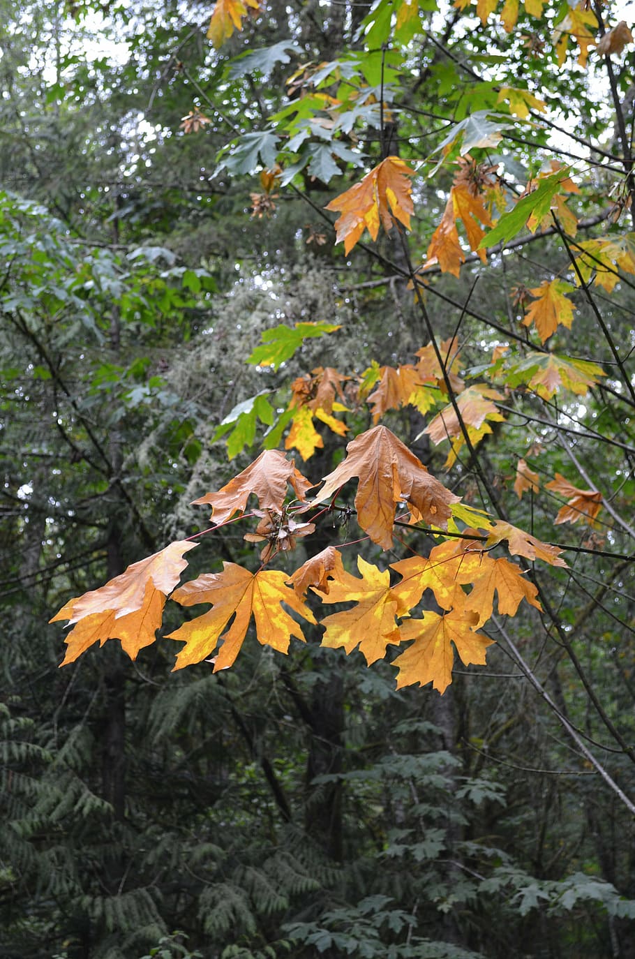 Hd Wallpaper Big Leaf Maple Tree Autumn Color Nature Yellow Fall Golden Wallpaper Flare