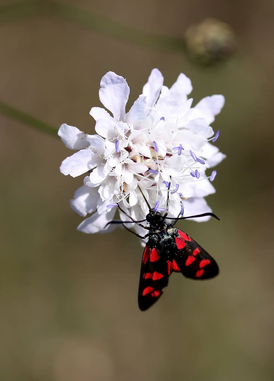 butterfly, coloring, wings, red, black, flower, flowering plant HD wallpaper