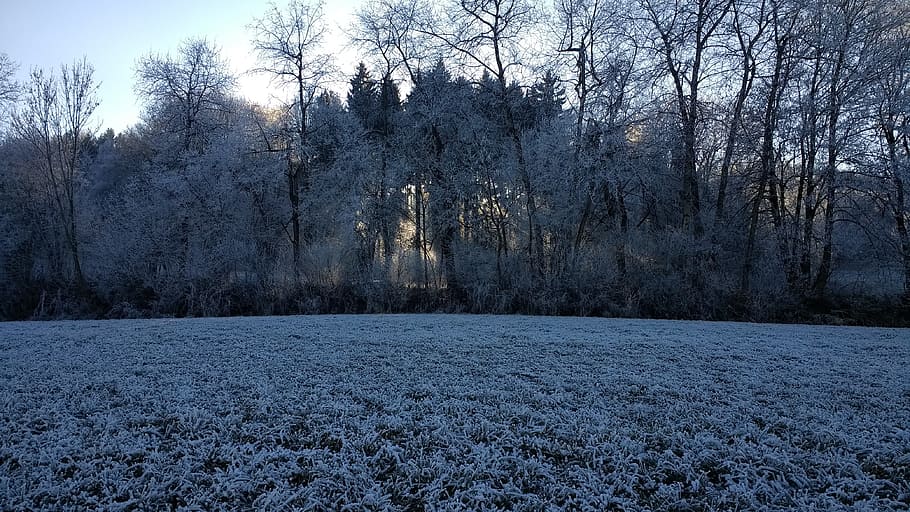 winter, landscape, sun, tree, plant, cold temperature, snow HD wallpaper