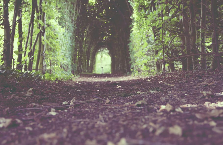 green tree hallway taken during daytime, green leafed plant during daytime HD wallpaper