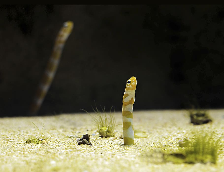 Online crop | HD wallpaper: worm, fish, aquarium, water, zoo