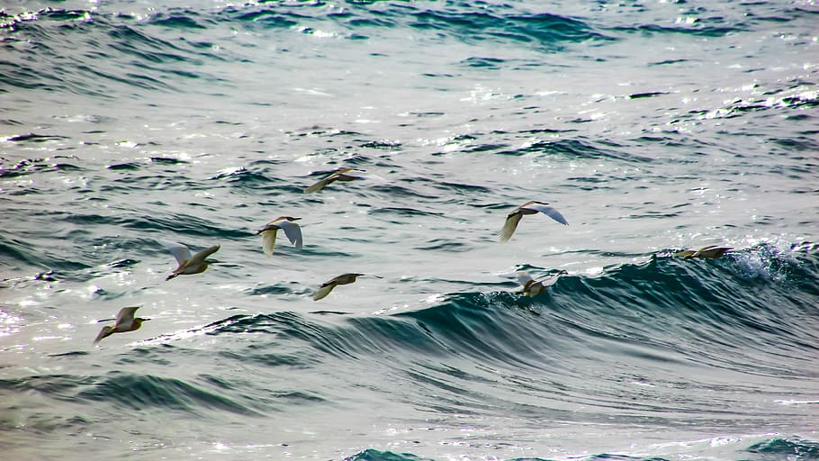 seabirds, surf, wave, ocean, nature, flying, dom, seascape HD wallpaper