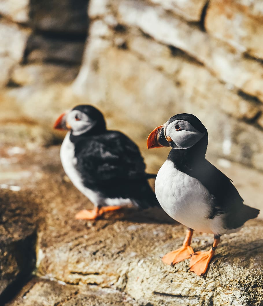 two white-and-black birds perching on rock, two selective focus photography of Atlantic puffin birds perched on brown rock formation during daytime, HD wallpaper