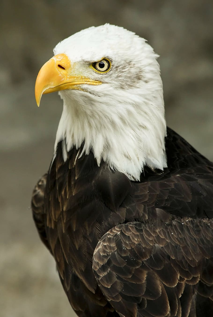 bald eagle in tilt-shift lens photography during daytime, bird HD wallpaper