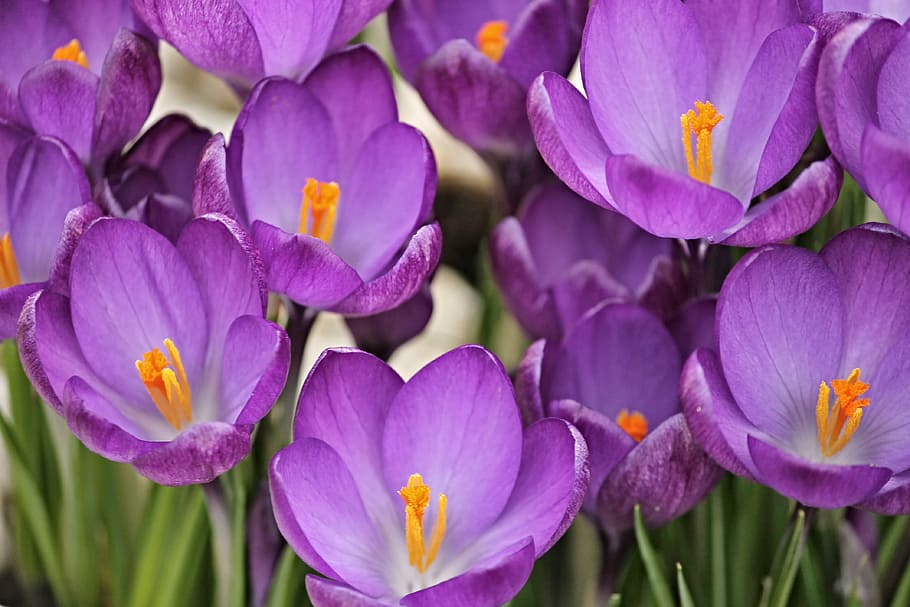 tilt shift photography of purple flowers, crocus, crocus flowers HD wallpaper