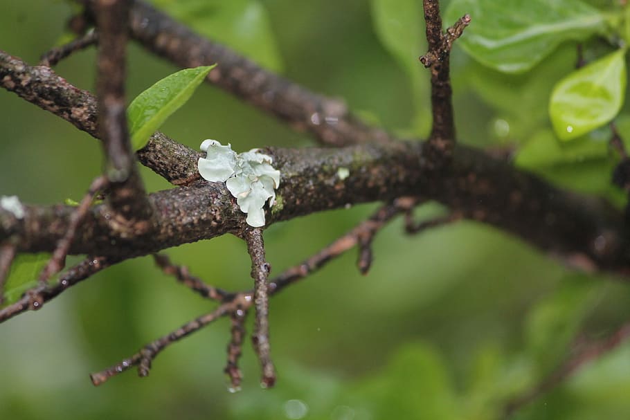 moss, branch, wet, rain, leaves, green, brown, nature, plant HD wallpaper