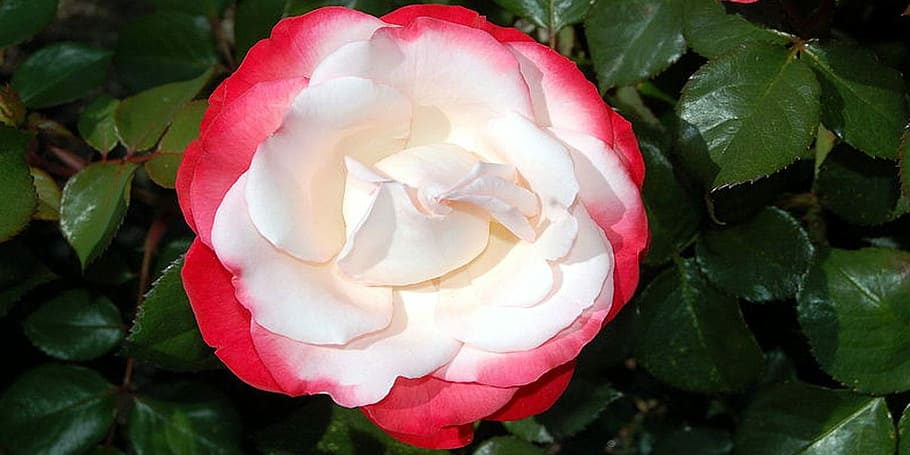 Flower, Thorns, rose, red, prickly, bloom, love, marry, marriage HD wallpaper