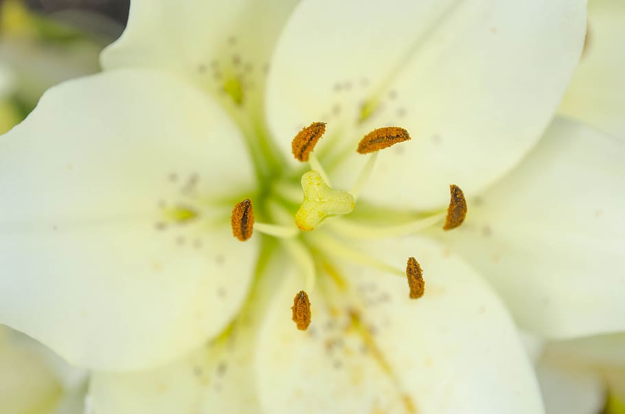 lily, white, summer, macro, petals, stamens, pistils, growth HD wallpaper