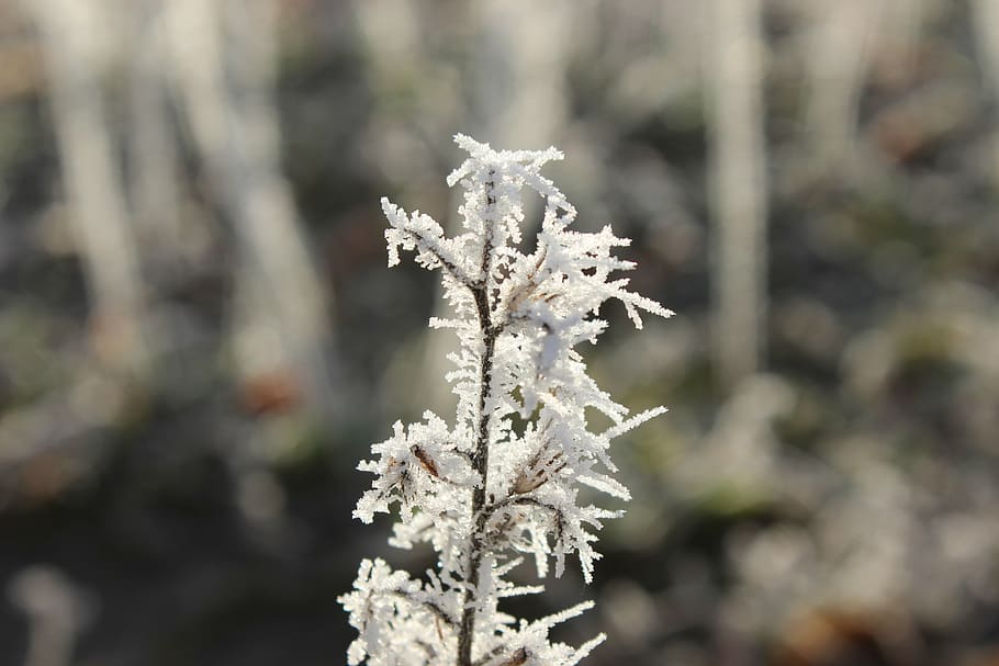 frost, blue, winter, cold, hoarfrost, frozen, winter time, crystal HD wallpaper