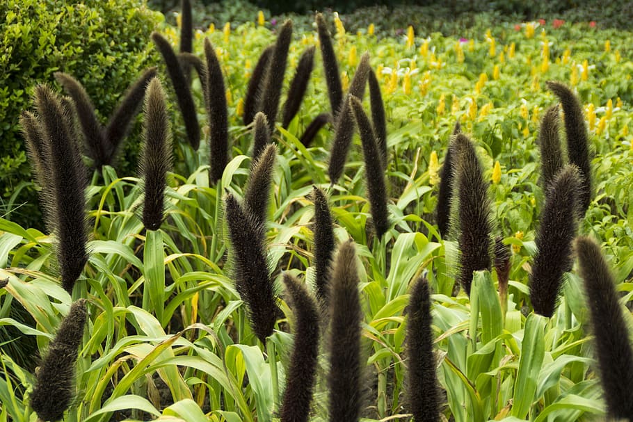 lush, jiangsu, slender west lake, growth, plant, green color, HD wallpaper