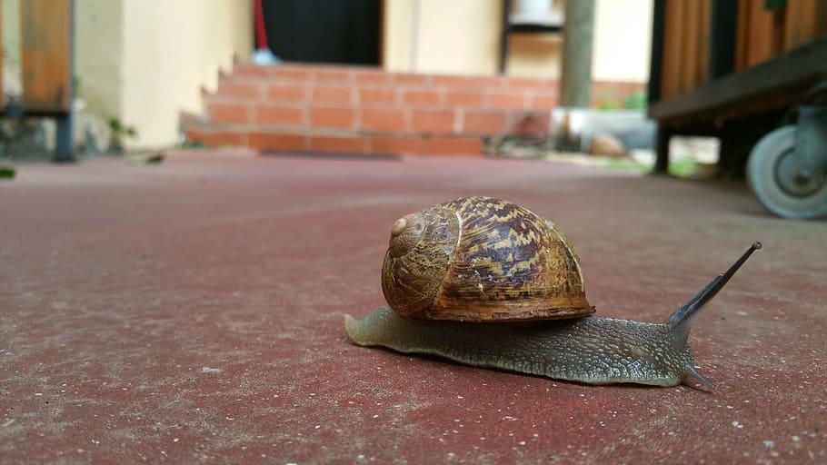 Snail, Slow, Away, hat, outdoors, one animal, gastropod, animal themes HD wallpaper