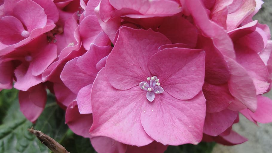 flower, hydrangea macro phyla, chalus, flowering plant, freshness HD wallpaper