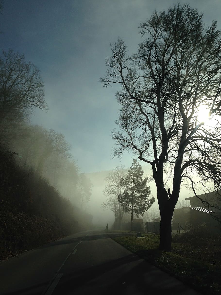 fog, tree, mood, plant, sky, transportation, road, the way forward HD wallpaper