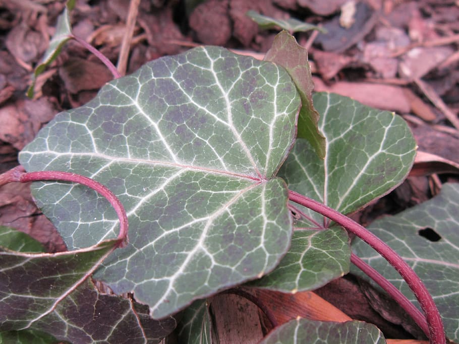 ivy, leaves, leaf, green, nature, ground, earth, veins, fibers HD wallpaper