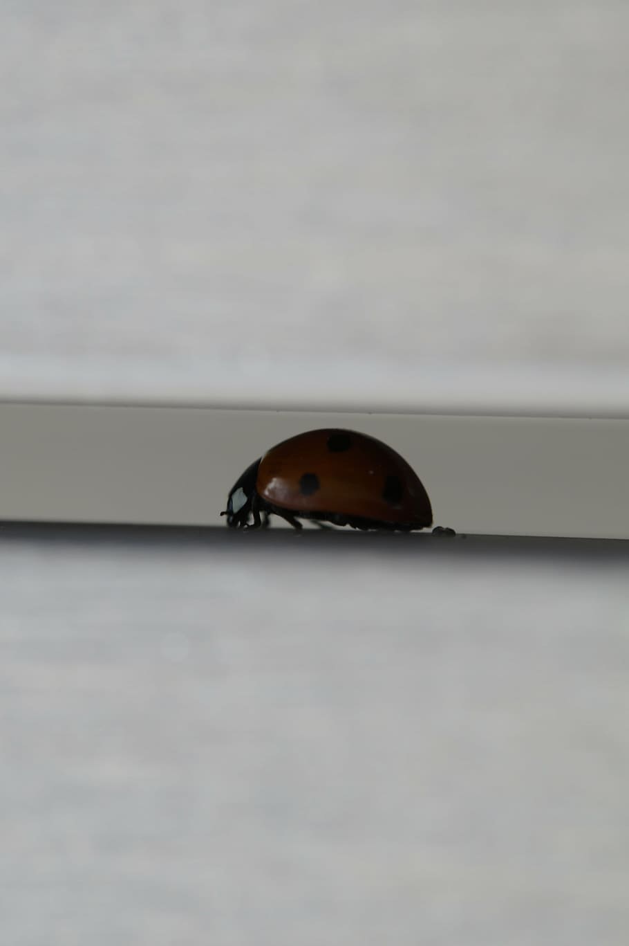 crack, ladybug, beetle, hidden, insect, points, luck, lucky charm HD wallpaper