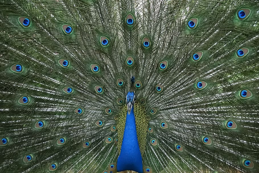 peacock, dance, plumage, peacock feather, fanned out, one animal, HD wallpaper