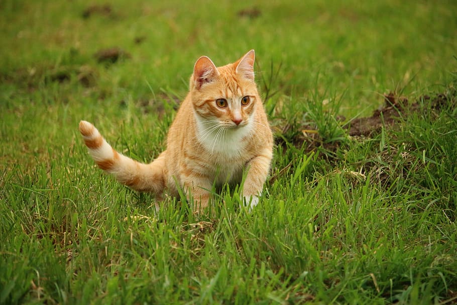 cat, kitten, mieze, mackerel, domestic cat, red cat, red mackerel tabby HD wallpaper