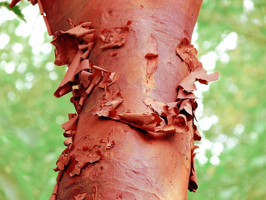 bark, peeling, red, tree, curl, flake, abstract, focus on foreground HD wallpaper