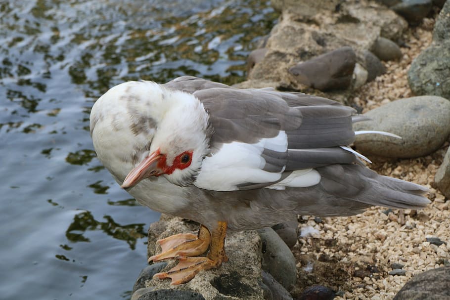 Gray, Duck, Bianca, Bird, Fauna, Lake, water, upside down, red eyes HD wallpaper