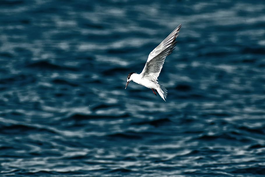 white bird above sea, flight, flying, water, ocean, animal wildlife HD wallpaper