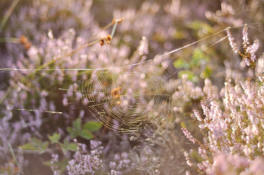 pink, spider web, spiderweb, flowers, plant, nature, animal HD wallpaper