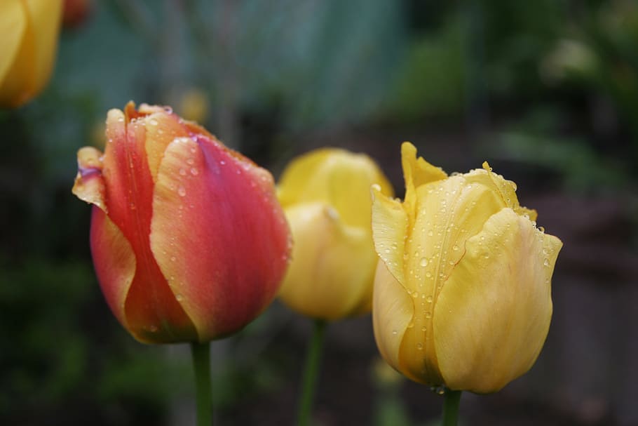 spring, public record, flora, rain, raindrop, tulip, tulips HD wallpaper