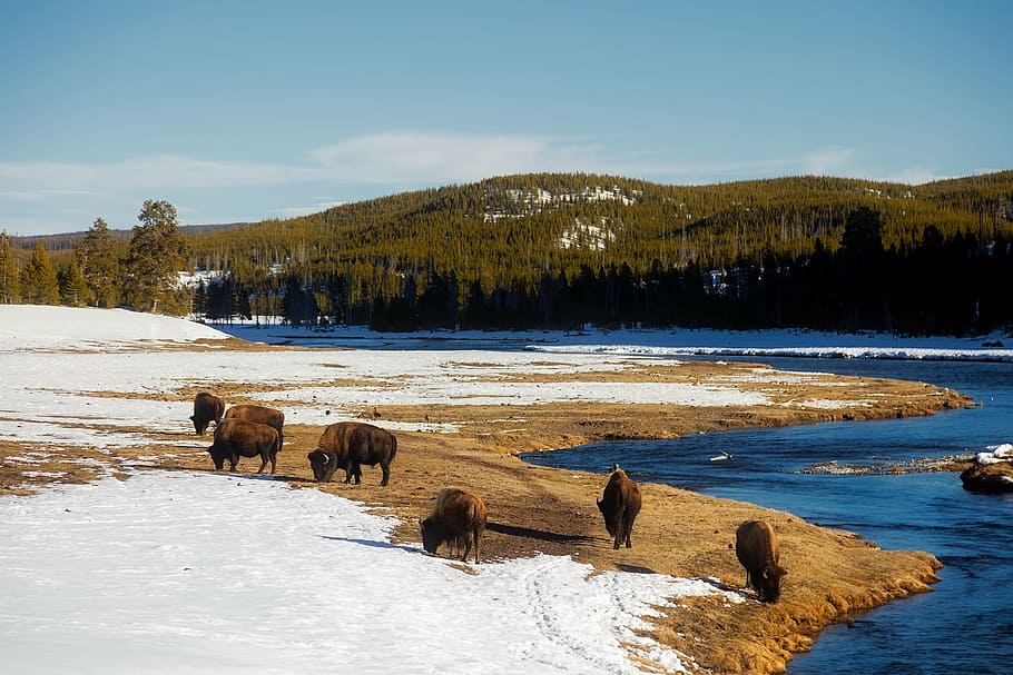 herd of bison near body of water, yellowstone, national park