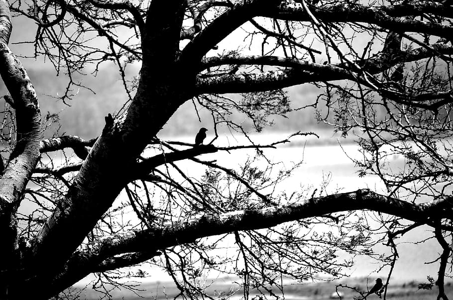 Alone, Tree, black, bare tree, branch, tree trunk, nature, outdoors HD wallpaper
