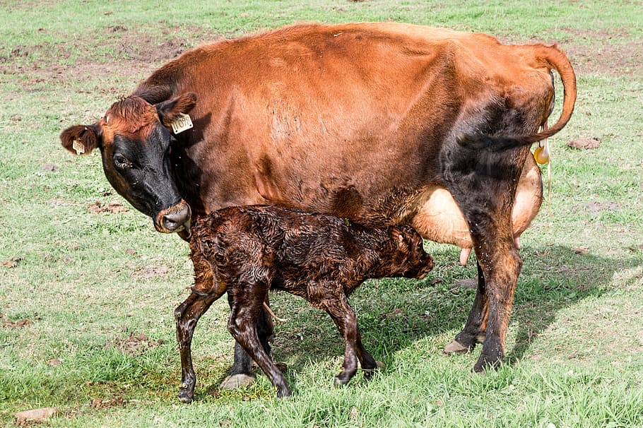 cow, calf, newborn calf, farm, animal, beef, agriculture, cattle, HD wallpaper