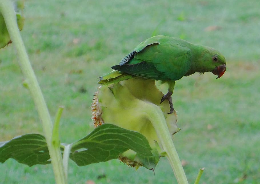 rose-ringed parakeet, psittacula krameri, ring-necked parakeet, HD wallpaper