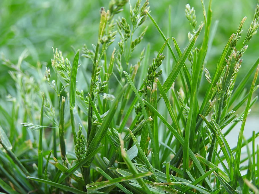 lawn, grass, nature, green, meadow, green color, plant, growth HD wallpaper