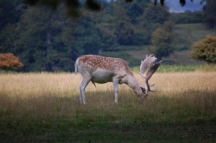 deer, park, graze, animal, nature, wild, animal themes, animal wildlife HD wallpaper