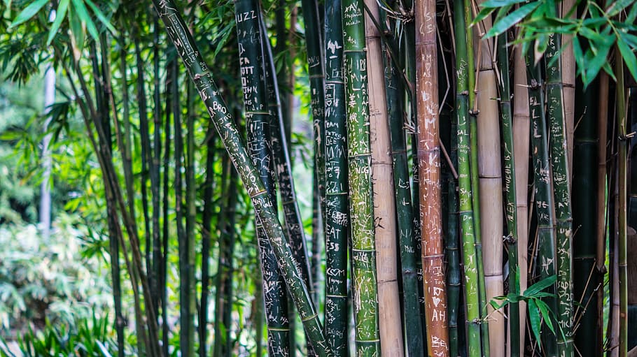 bamboo trees, tall, plants, flora, thick, dense, green, leaves HD wallpaper