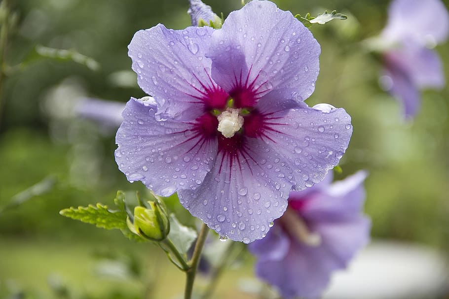 Peruvian lily, mallow, blossom, bloom, violet, flora, flower HD wallpaper