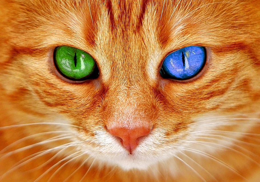 orange odd-eye cat, eyes, bi color, blue, green, cat's eyes, face, HD wallpaper